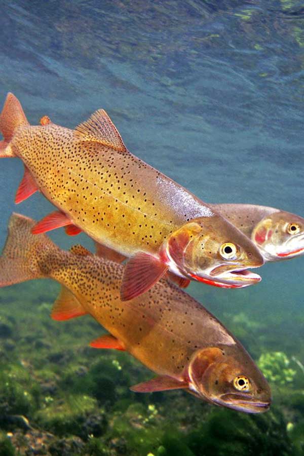 trout fishing lamar river
