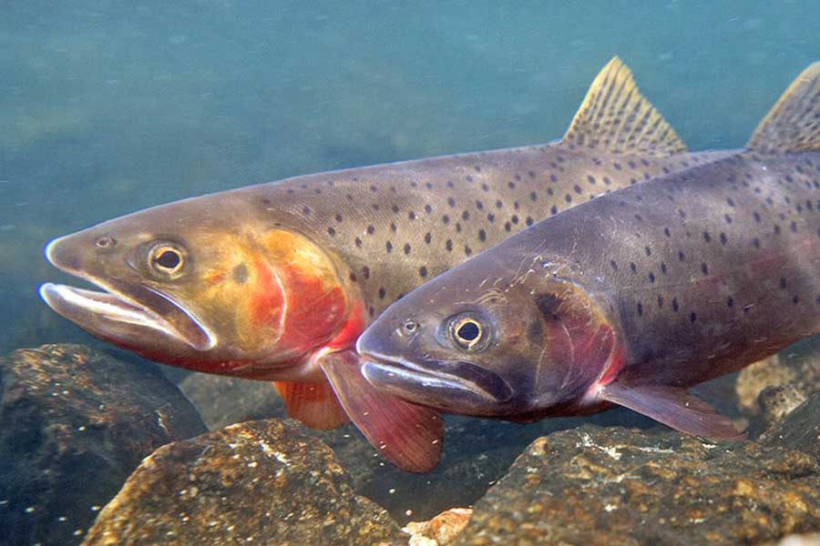 montana guided fly fishing