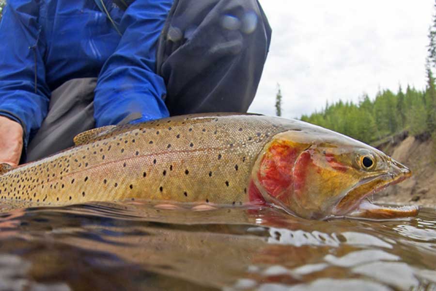 Fly fishing for lake trout