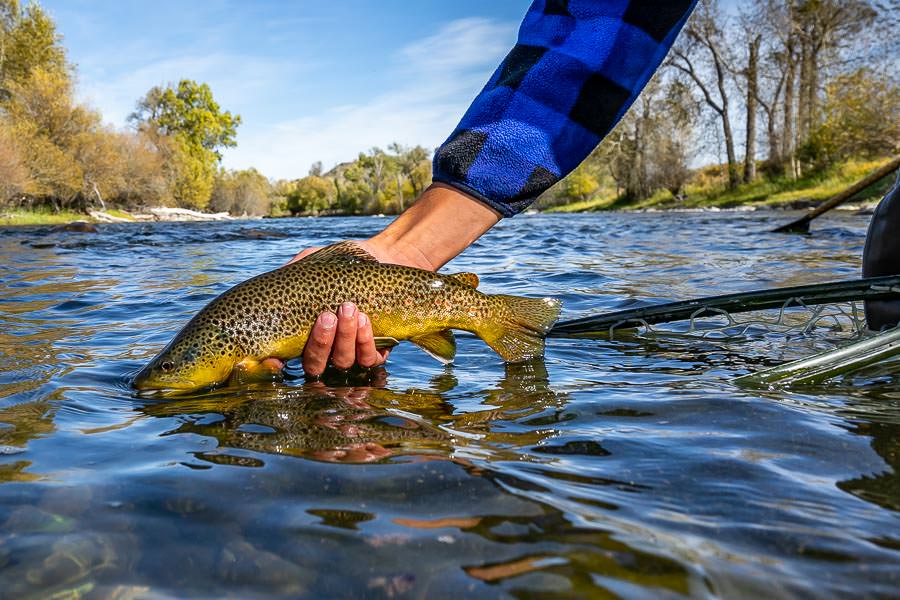 Montana Angler Fly fishing Trips