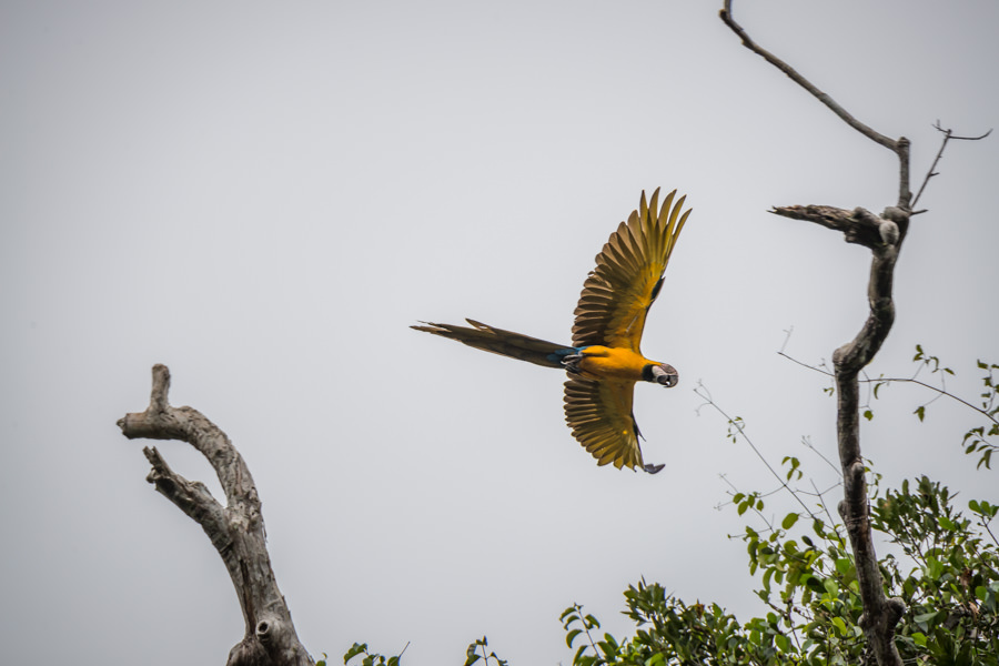 Macaw in Brazil Macaws, parrots and toucans are frequently encountered along the river while fishing