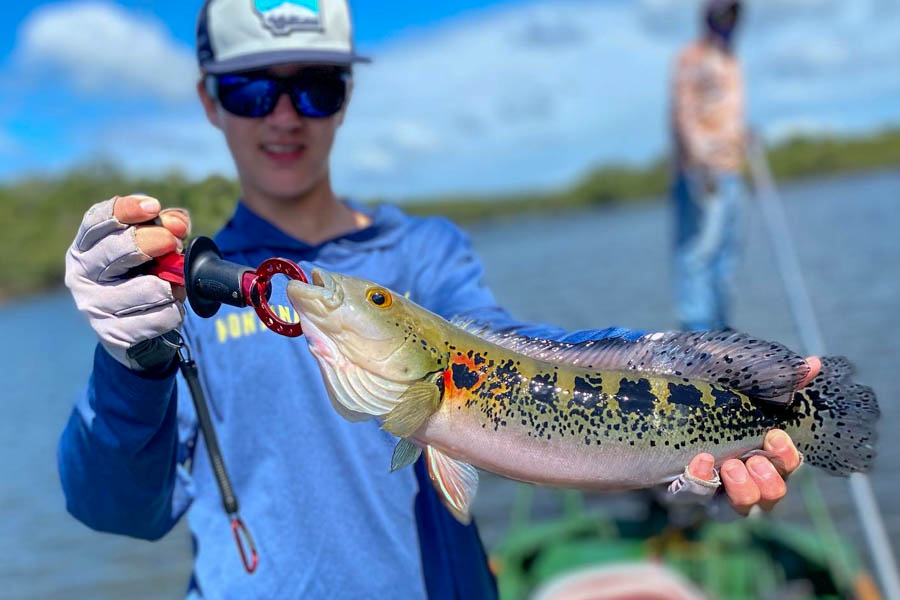 The colorful jacunda is just one of the many unique fish species anglers can expect to interact with. We landed over a dozen species of fish on our recent trip