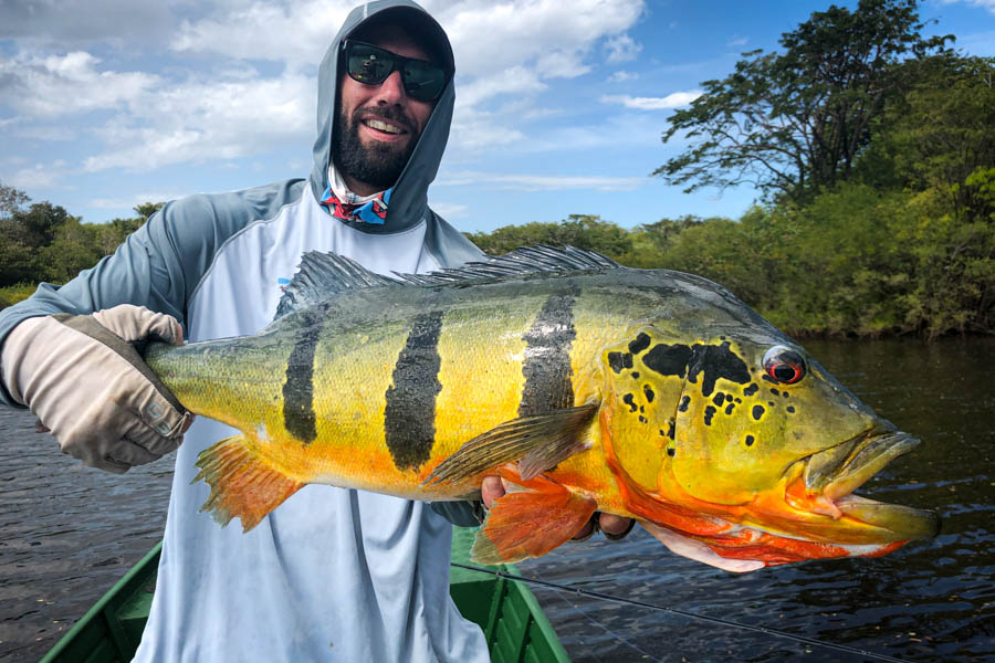 Some huge peacock bass can be found in the large backwater bays. While the smaller butterfly peacocks tend to school near brush along the banks, the bigger temensis variety patrol in slightly deeper water. Even in 4-5 feet deep water these big fish can still be spotted as they cruise