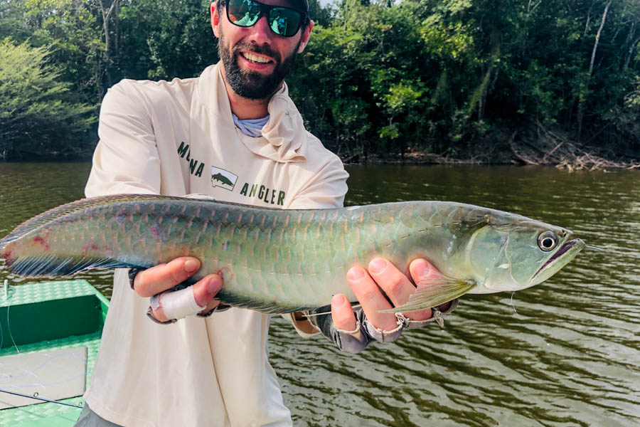 The primitive Arowana travels the river in small schools and loves to hit a surface popper