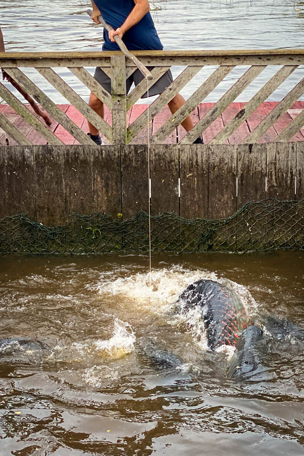 Feeding the massive aripaima at a fish farm along the Amazon River is always blast during a tour of Manaus the day before heading to the lodge