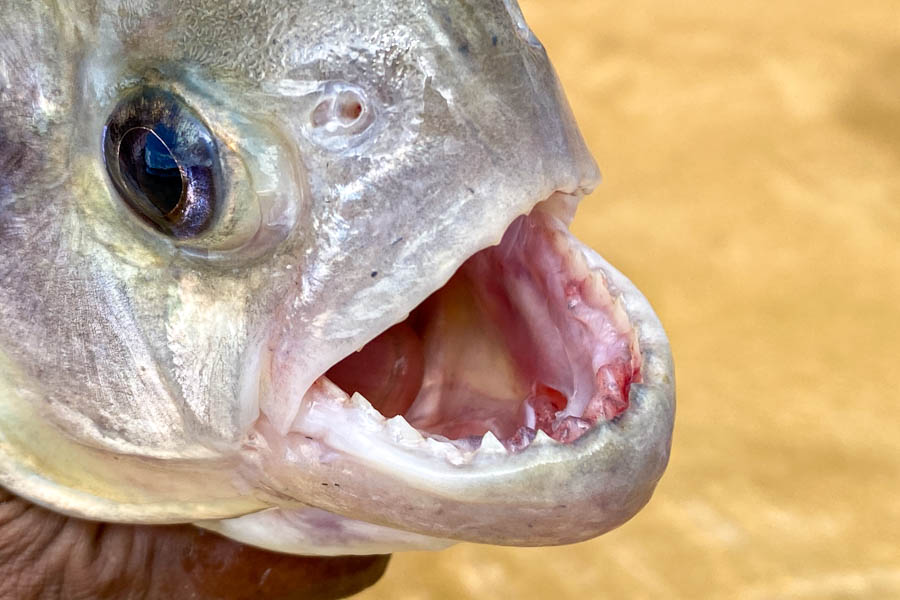 Amazon piranha Piranha patrol some of the deeper waters and occasionally intercept your flies and tackle. It is always a good idea to bring a spare fly line just in case an overzealous piranha cuts your line while fighting another fish