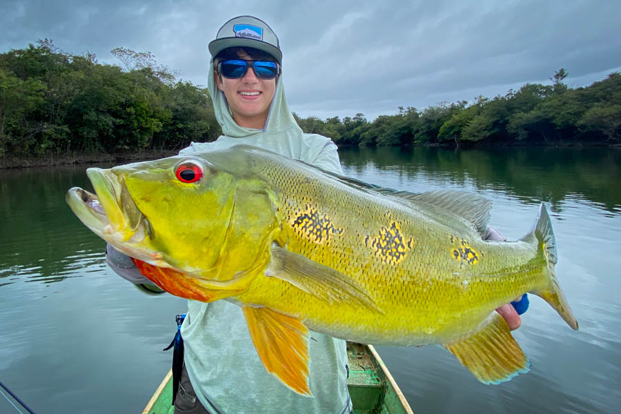 Butterly peacock bass The lagunas are filled with some huge fish. We saw several massive aripaima rolling over the course of the week in these small lakes. There are also some double digit temensis as well as some huge butterfly peacocks. There are three species of peacock bass in the Agua Boa. This 8lb butterfly peacock was a massive representative of its species
