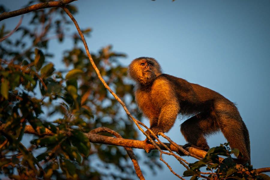 Amazon monkeys Troops of monkeys are frequently encountered while enjoying lunch on the river. This curious capuchin monkey was hanging out near the lodge one morning