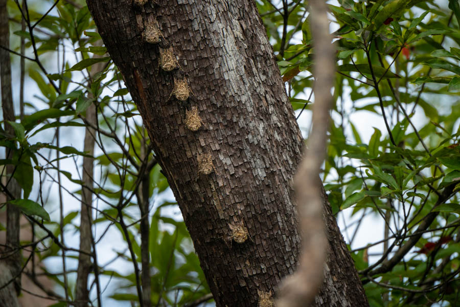 amazon bats Long eared tree bats are frequently encountered along the river cooridor