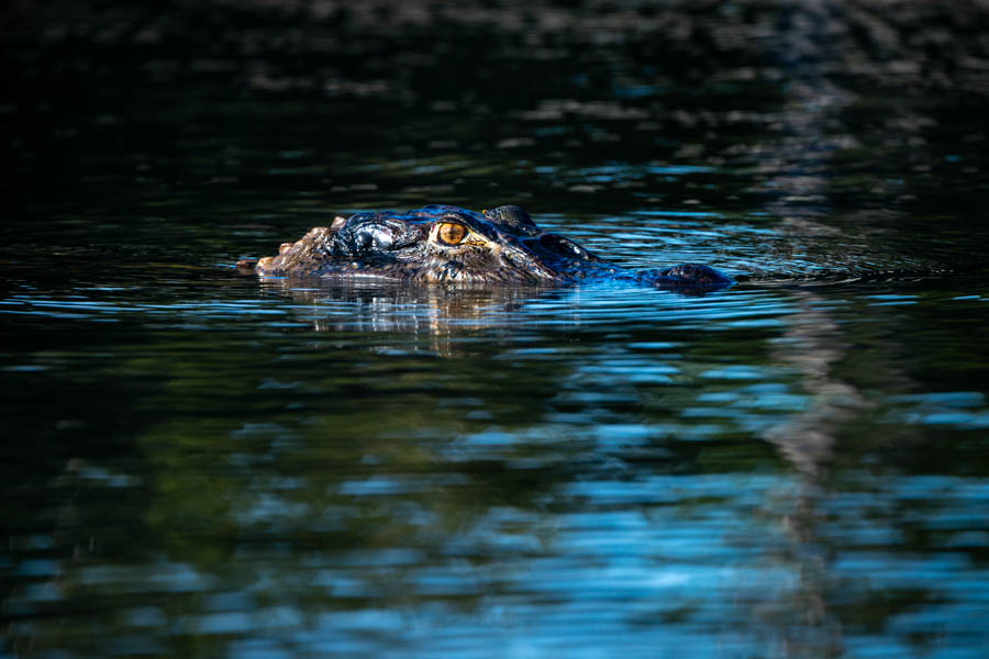 Black caiman in the Amazon On more than one occasion we had large black caiman follow us in the lagunas hoping to intercept a fish that we landed