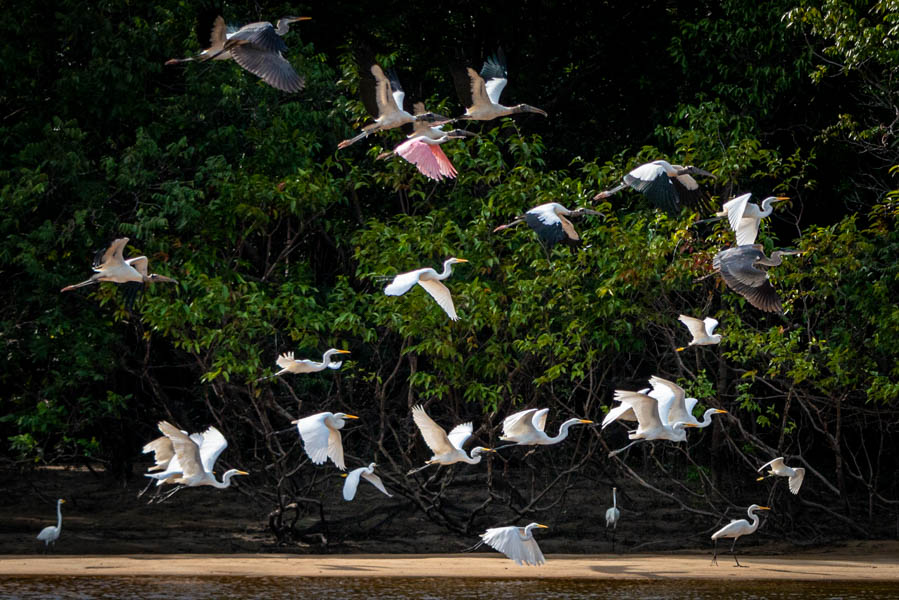 Bird life is amazing along the river. There are four different species in this group: storks, herons, egrets and a roseate spoonbill
