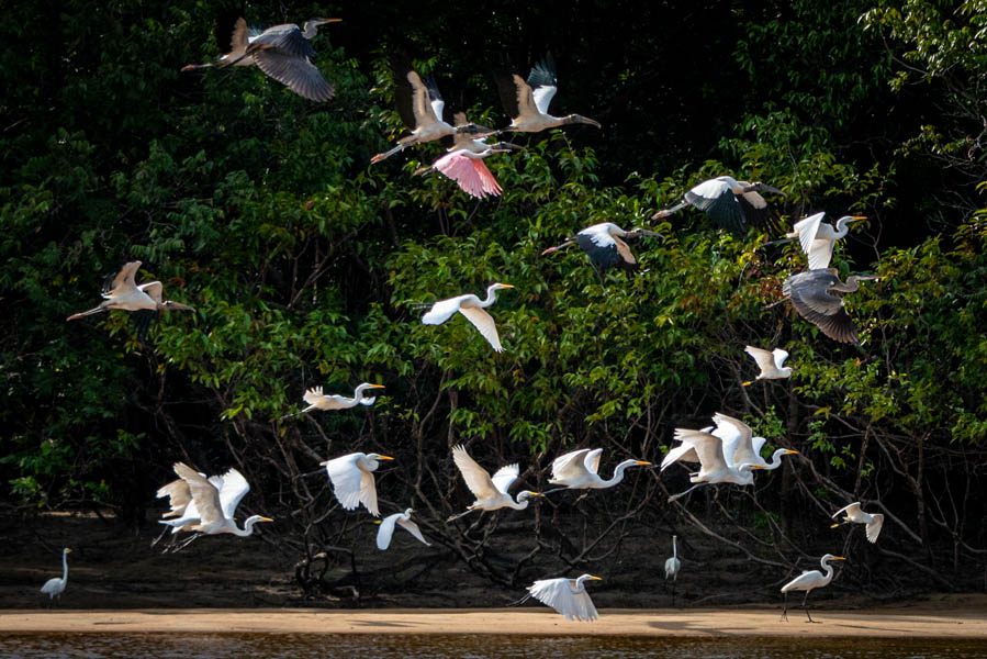 Birdlife Bird life is amazing along the river. There are four different species in this group: storks, herons, egrets and a roseate spoonbill