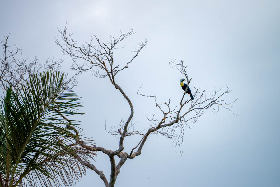 Toucan in the Amazon We spotted several toucans high in the trees as we travelled up or down the river en route to our daily fishing grounds