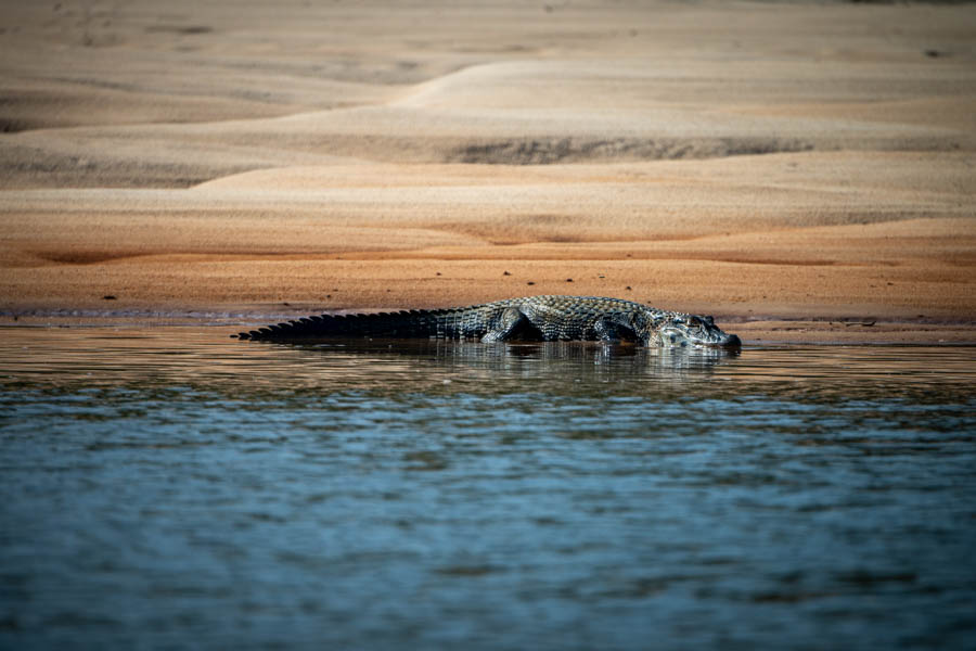 Black caiman Large caiman are common on the sand beaches where they wait to intercept unexpecting birds. Some of these guys were well over 15 feet in length