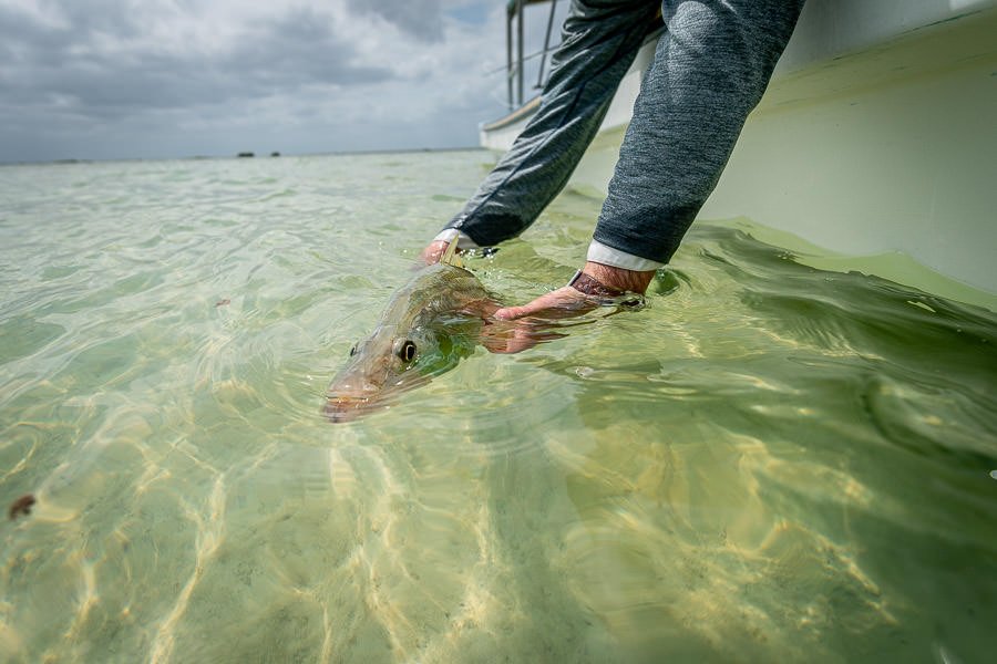 snook release snook release