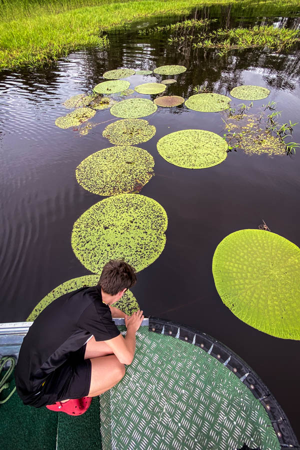 Lily pads