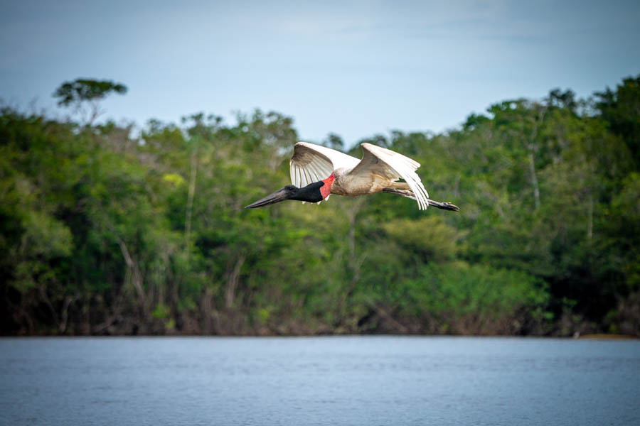 stork in flight