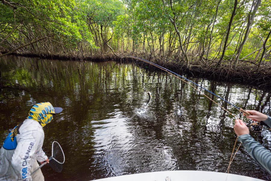tarpon mangroves