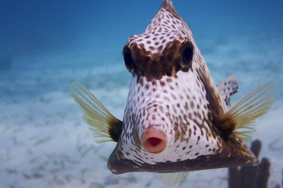 Belize's reef systems are home to some of the best snorkeling and diving on earth.