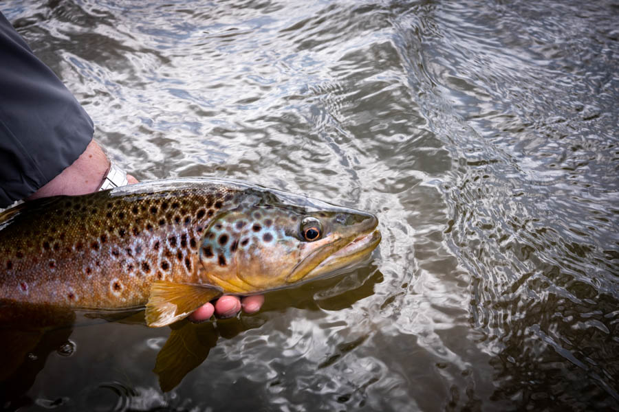 Brown trout on the Rio Pico were happy to eat hoppers