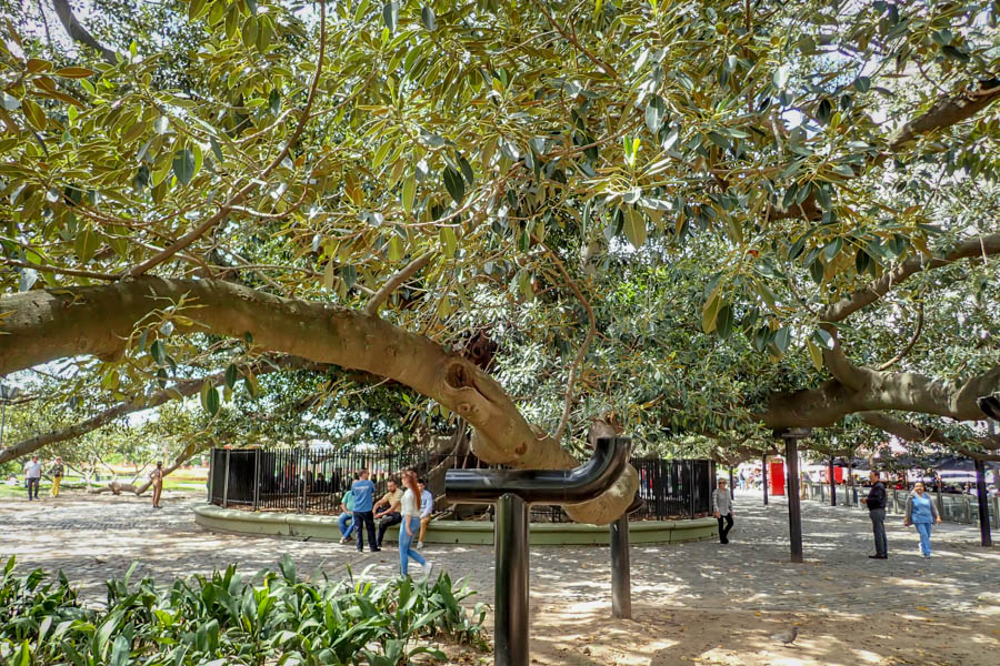 A sprawling rubber tree shades a plaza in the Recoleta District of Buenos Aires