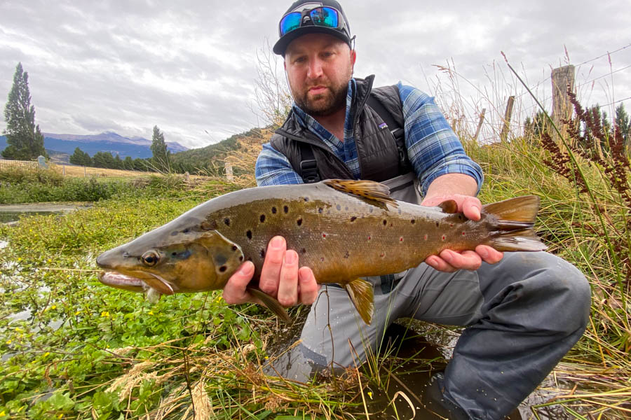Montana Angler's Josh Callihan found big brown sipping dry flies on spring creeks near Magic Waters Lodge on the first day of fishing 
