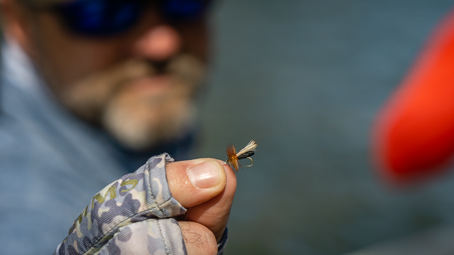 The body of the early season caddis is a dark olive so make sure to select flies accordingly.