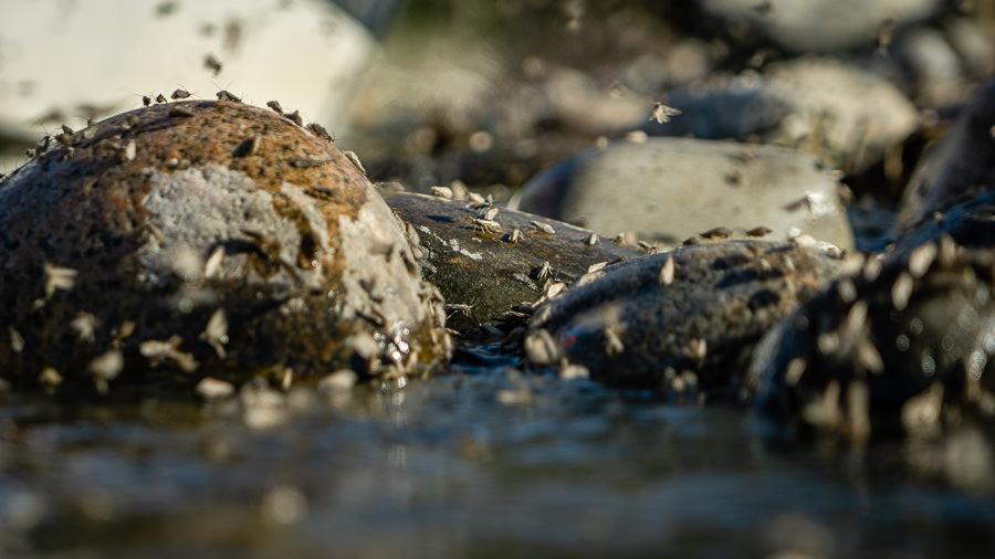 The Mother's Day Caddis emergence is one of the heaviest aquatic insect hatches of the entire year.