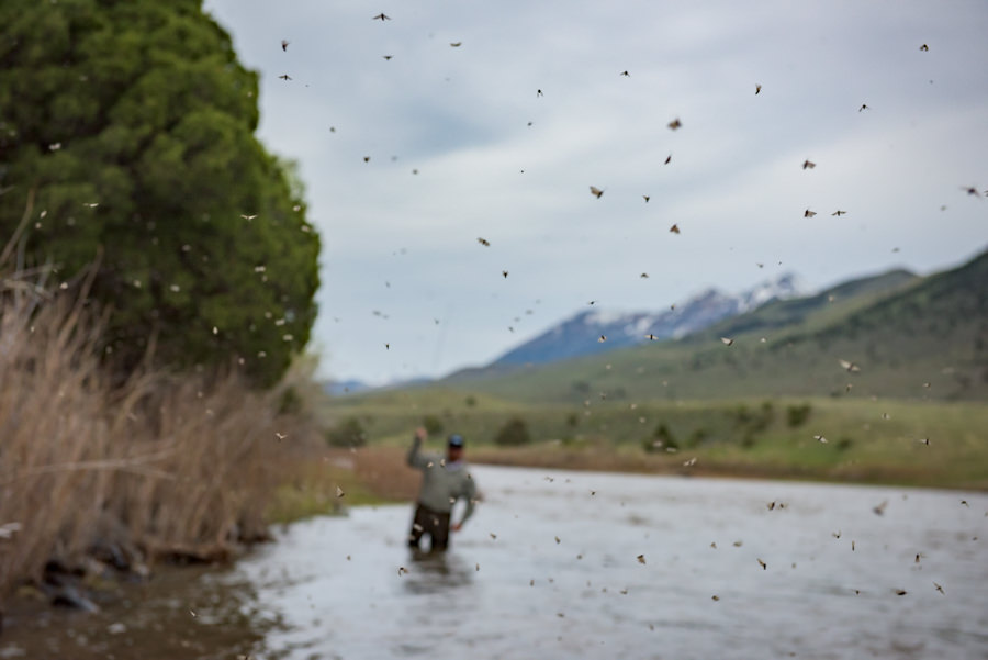 The Yellowstone River is home to one of Montana's heaviest emergences of the Mother's Day Caddis hatch. Pay close attention to river flows as often when water temps rise, snow is also melting which raises river flows.