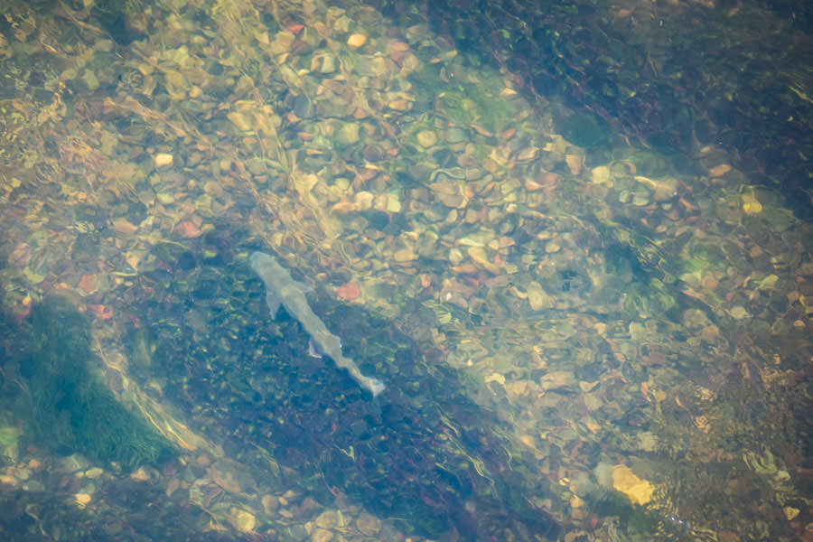 trout in Missouri River
