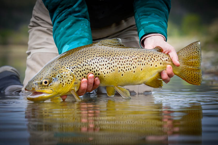 Missouri River Brown Trout