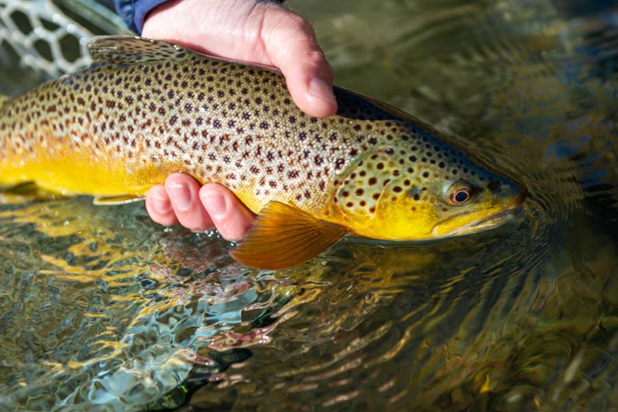 brown trout