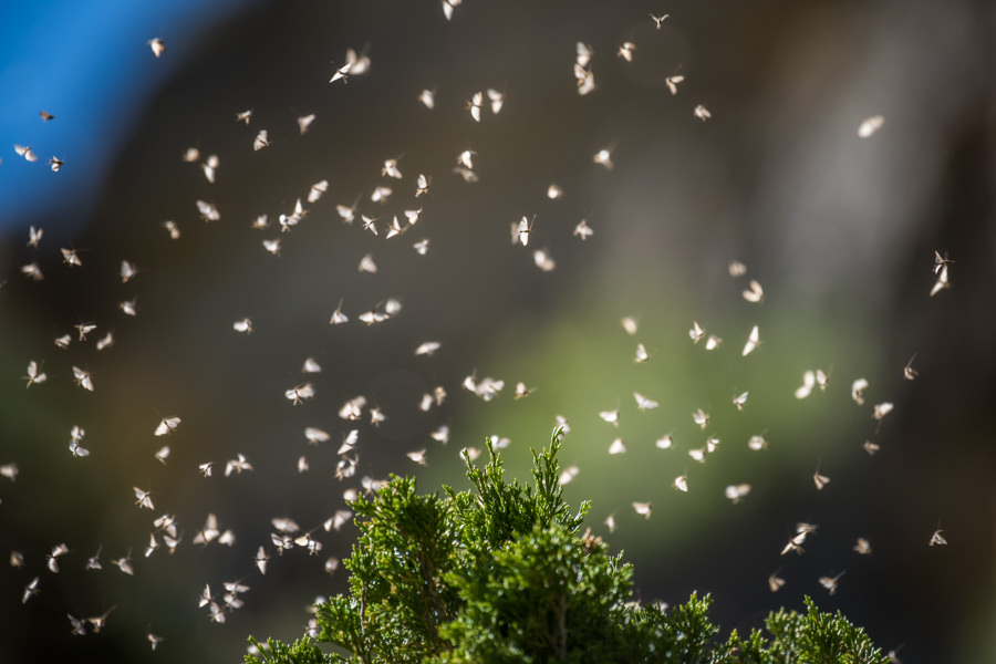 Missouri River Hatches