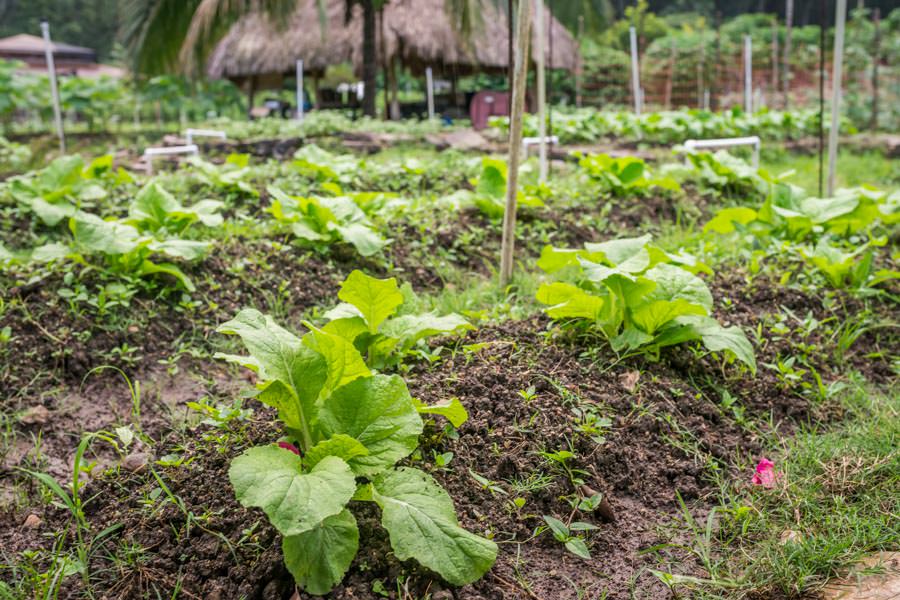 Belize fly fishing Copal Tree Lodge