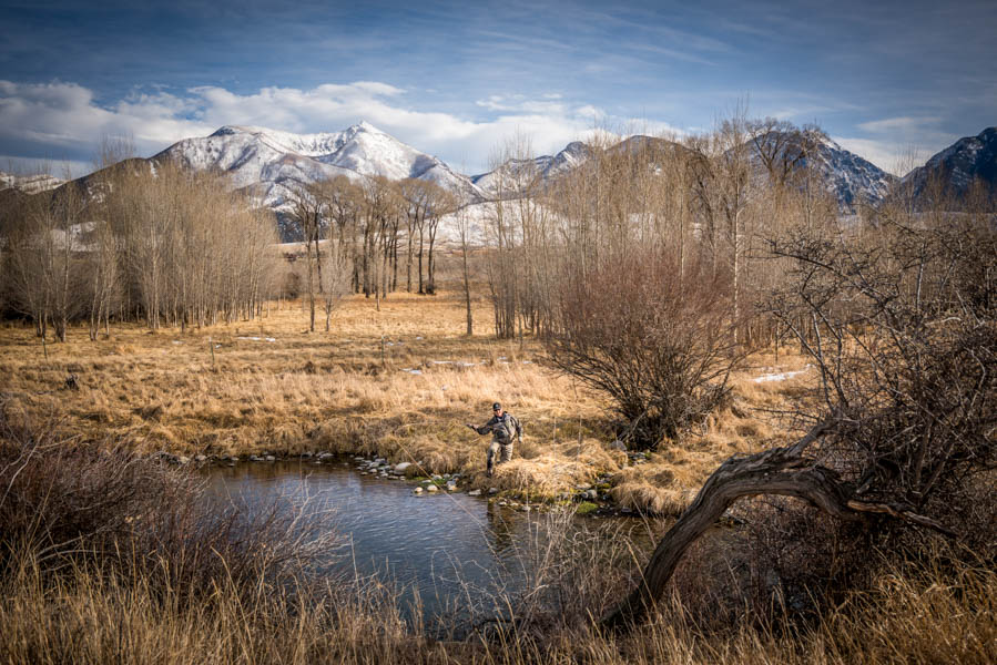 Presenting to rising trout on Armstrong Spring Creek