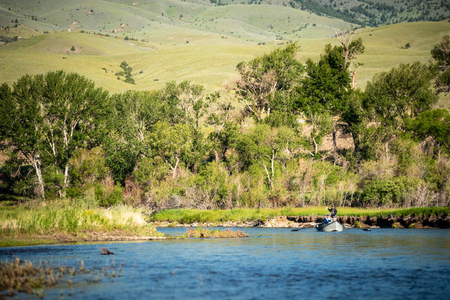 An angler casts beneath the cottonwood trees on the Jefferson near Silver Star, Montana
