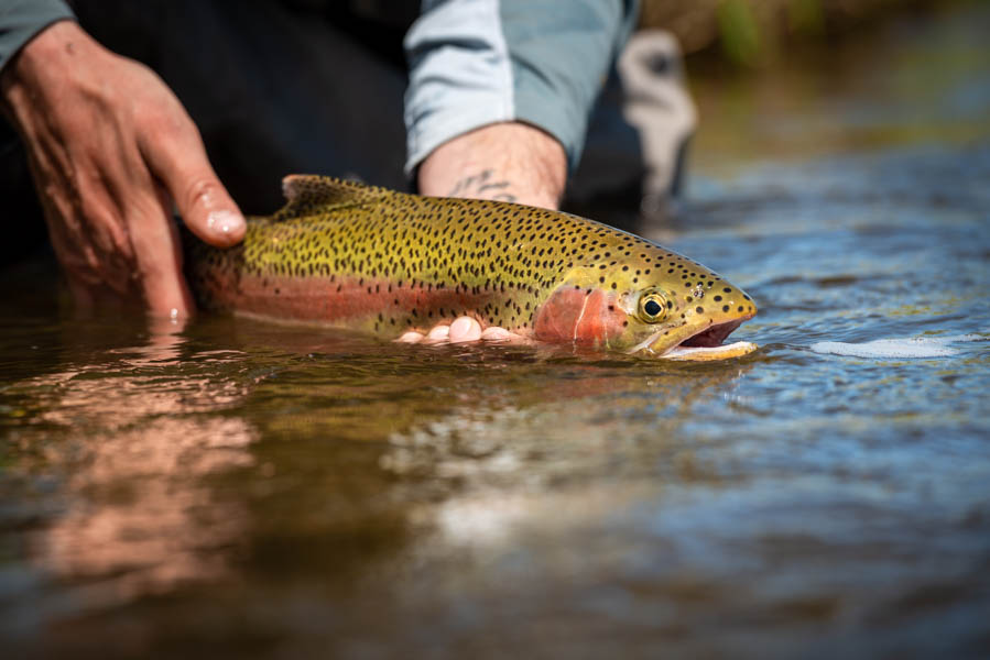 A beautifully colored Jefferson River rainbow trout