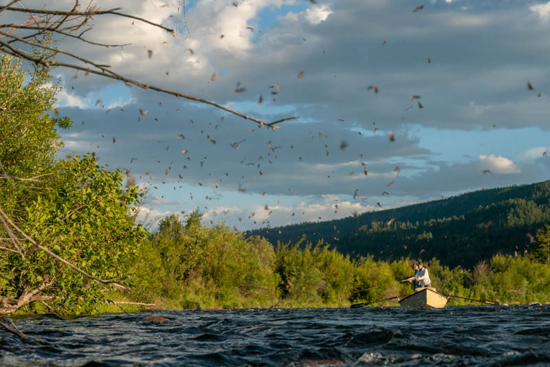 Madison River during the Mother's Day Caddis hatch