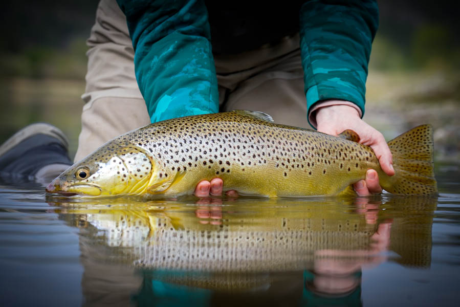 A trophy Missouri River brown trout A trophy Missouri River brown trout