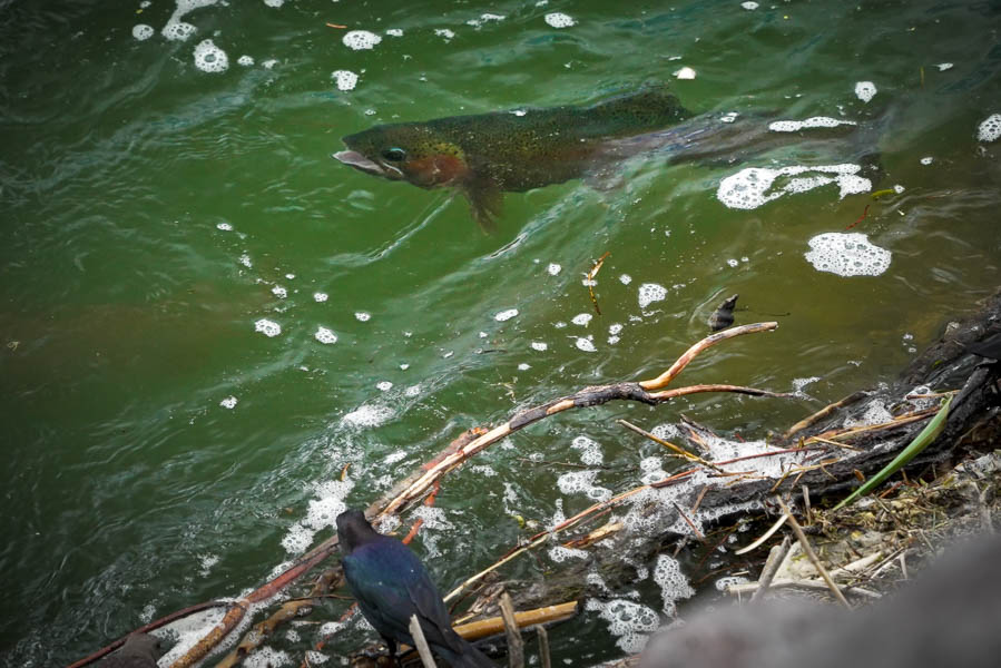 The Missouri River is well known for its sizable rainbow trout The Missouri River is well known for its sizable rainbow trout