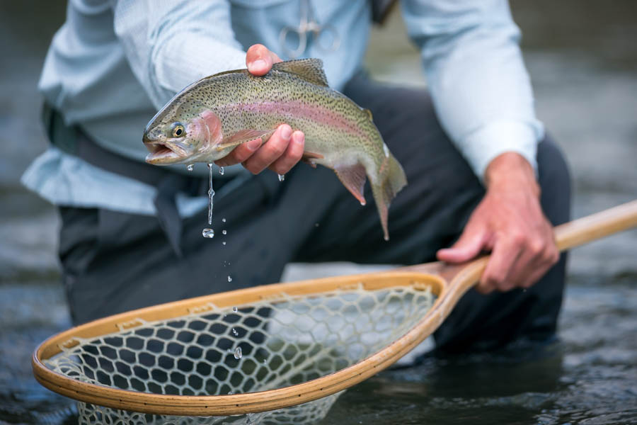 Rainbow trout are common in the Ruby's lower reaches