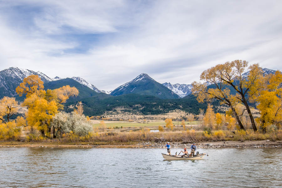 Cottonwood trees turn color along the Yellowstone River