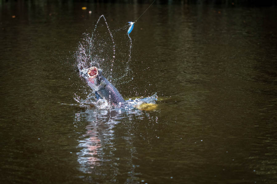 arapaima jumping arapaima jumping