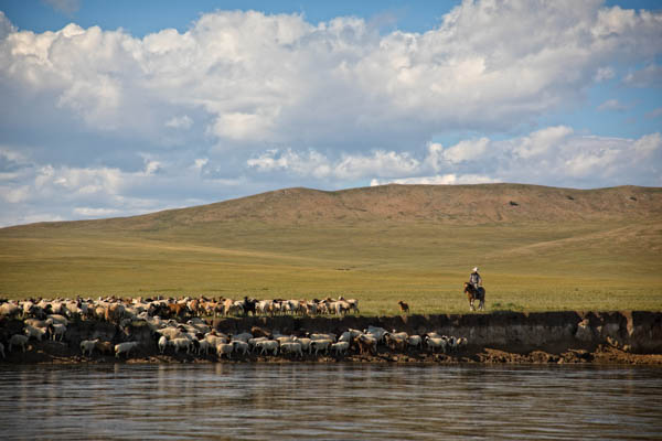 Mongolia herder