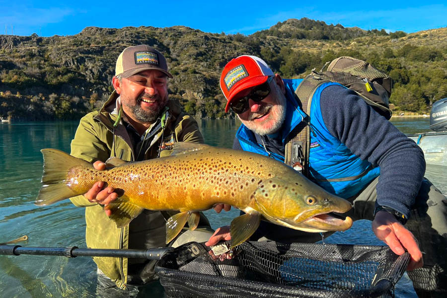 huge Chilean brown trout
