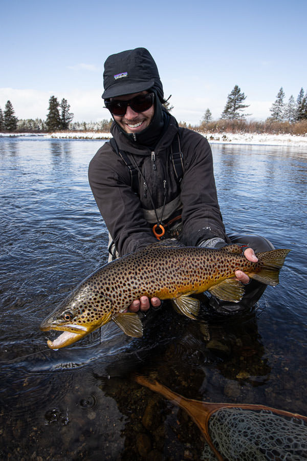Yellowstone Park brown trout