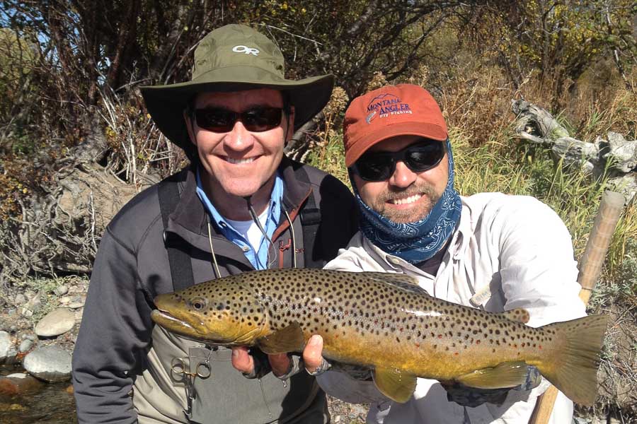 Montana brown trout