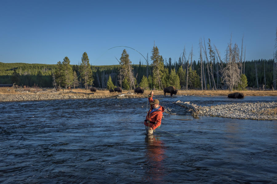 Fly Fishing in Yellowstone on the Madison River with Bison