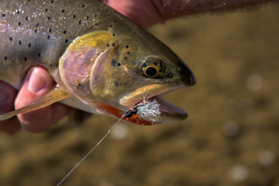 Lamar River Fishing in YNP cutthroat trout
