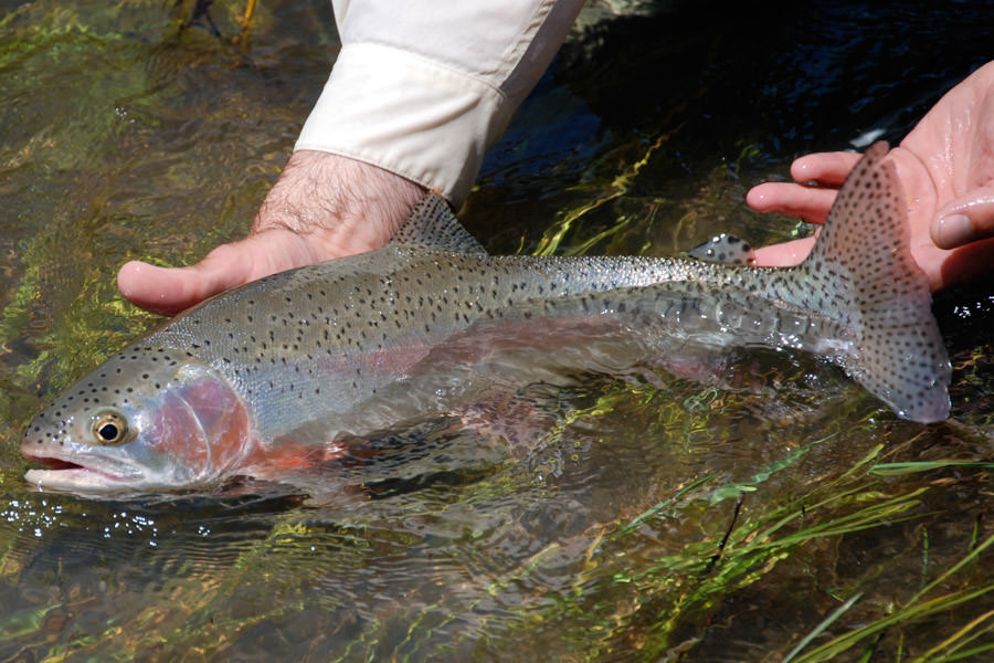Bechler river rainbow